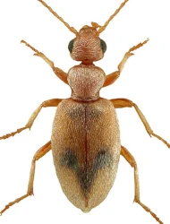 Anthicus (Anthicus) bimaculatus (Illiger, 1801)
