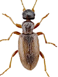 Anthicus (Anthicus) flavipes flavipes (Panzer, 1796)