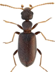 Anthicus (Anthicus) luteicornis (W.L.E. Schmidt, 1842)