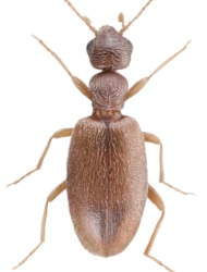 Anthicus (Anthicus) schmidtii (Rosenhauer, 1847)