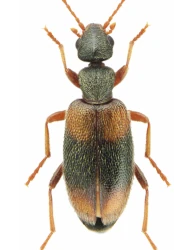 Anthicus (Anthicus) sellatus (Panzer, 1796)