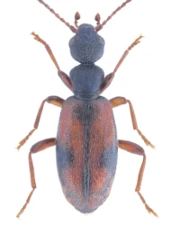 Cordicomus gracilis (Panzer, 1796)