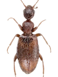 Cyclodinus humilis (Germar, 1824)