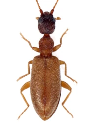 Endomia tenuicollis tenuicollis (Rossi, 1792)