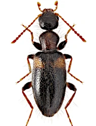 Hirticomus hispidus (Rossi, 1792)