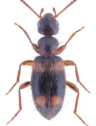 Hirticomus quadriguttatus (Rossi, 1792)