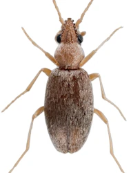 Mecynotarsus serricornis (Panzer, 1796)