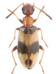 Microhoria nectarina (Panzer, 1794)