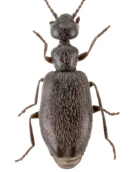 Microhoria unicolor unicolor (W.L.E. Schmidt, 1842)