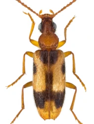 Notoxus appendicinus (Desbrochers des Loges, 1874)