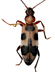 Notoxus brachycerus (Faldermann, 1837)