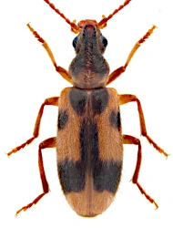 Notoxus monoceros (Linnaeus, 1760)