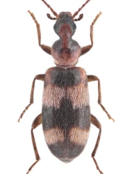 Notoxus trifasciatus (Rossi, 1792)