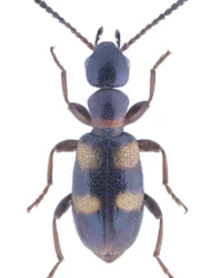Omonadus bifasciatus (Rossi, 1792)