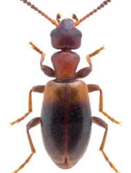 Omonadus floralis (Linnaeus, 1758)