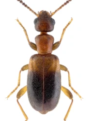 Omonadus formicarius formicarius (Goeze, 1777)