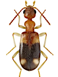 Stricticomus tobias (Marseul, 1879)