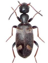 Stricticomus transversalis transversalis (A. Villa & J.B. Villa, 1833)