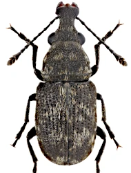Allandrus undulatus (Panzer, 1795)