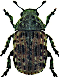 Anthribus fasciatus (Forster, 1770)