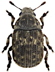 Anthribus nebulosus (Forster, 1770)