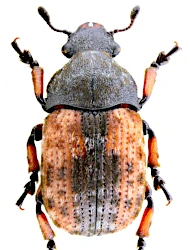 Anthribus scapularis (Gebler, 1833)