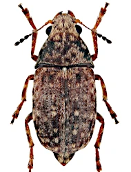 Araecerus fasciculatus (DeGeer, 1775)