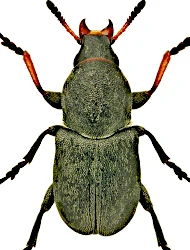 Bruchela conformis (Gyllenhal, 1833)