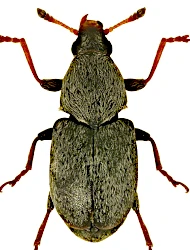 Bruchela orientalis (Strejček, 1982)