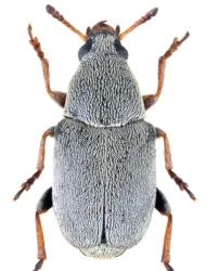 Bruchela rufipes (Olivier, 1790)