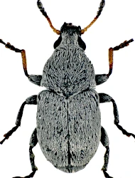 Bruchela schusteri (Schilsky, 1912)