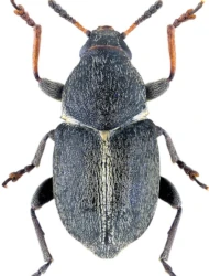 Bruchela suturalis (Fabricius, 1792)