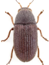 Choragus horni (Wolfrum, 1930)