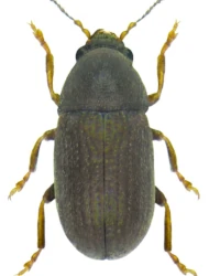 Choragus sheppardi (Kirby, 1819)