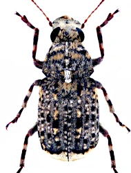 Dissoleucas niveirostris (Fabricius, 1798)