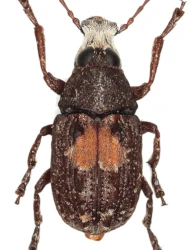 Gonotropis dorsalis (Gyllenhal, 1813)