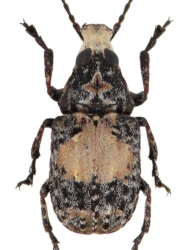 Gonotropis gibbosa (LeConte, 1876)