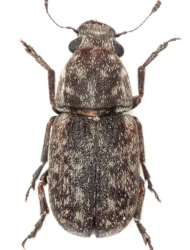 Noxius curtirostris (Mulsant & Rey, 1861)