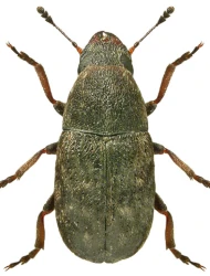 Opanthribus tessellatus (Boheman, 1829)