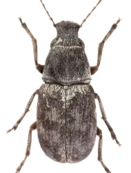 Phaeochrotes pudens (Gyllenhal, 1833)