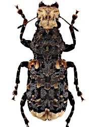 Platyrhinus resinosus (Scopoli, 1763)