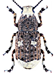 Platystomos albinus (Linnaeus, 1758)