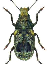 Pseudeuparius sepicola (Fabricius, 1792)