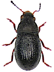 Pseudochoragus piceus (Schaum, 1845)