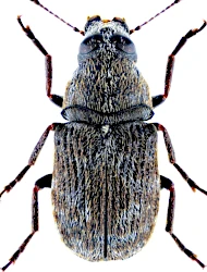 Rhaphitropis marchica (Herbst, 1797)