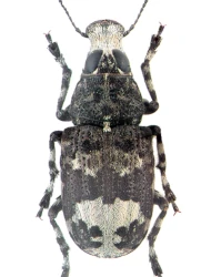 Tropideres albirostris (Schaller, 1783)