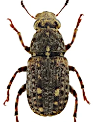 Ulorhinus bilineatus (Germar, 1819)
