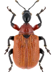 Apoderus coryli (Linnaeus, 1758)
