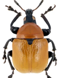 Attelabus nitens (Scopoli, 1763)