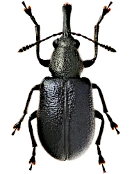 Auletobius (Auletobius) sanguisorbae (Schrank, 1798)